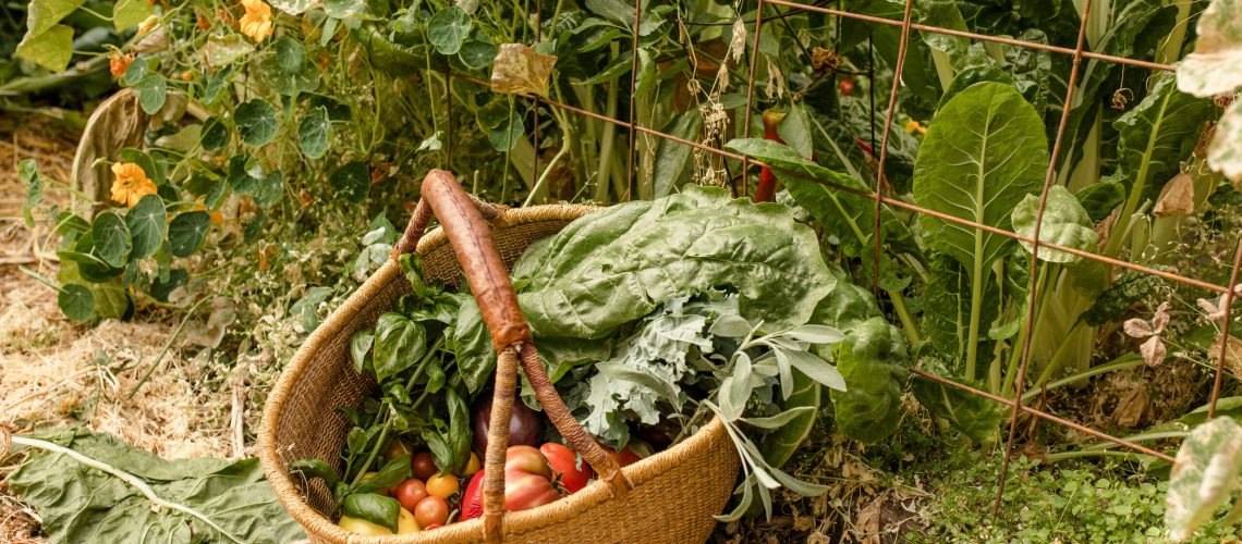 Basket of vegetables in a greenhouse.