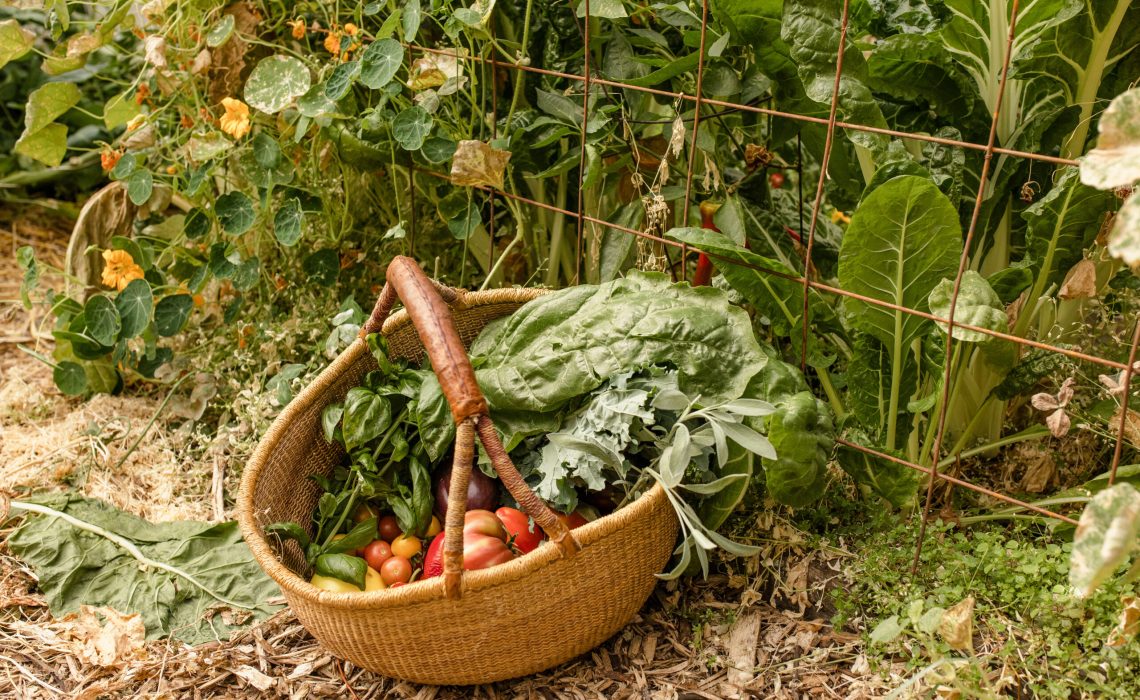 Basket of vegetables in a greenhouse.