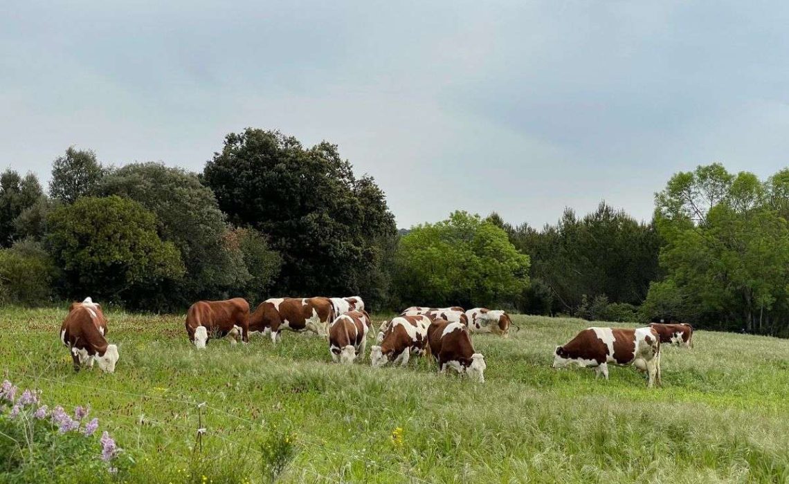 A herd of cows grazes in a field. Photo by Rose D.