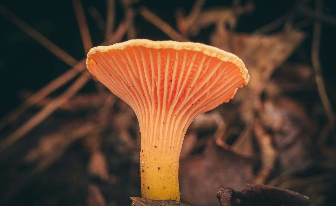 Chanterelle mushroom on the forest floor. Photo by  Timothy Dykes.