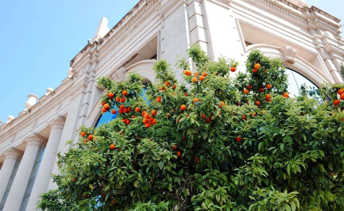 Low-Hanging Fruit How planting fruit trees in urban centers could fix several problems at once