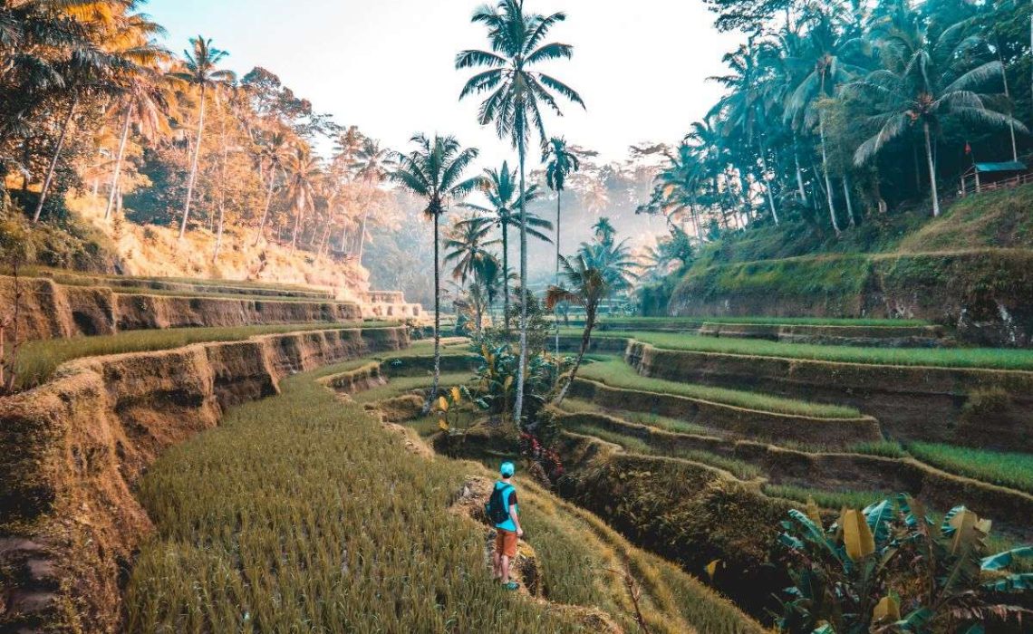 Backpacker takes a local-guided tour of rice fields in Tegallalang, Indonesia. Photo by Jamie Fenn.